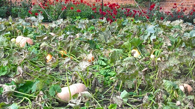 Some of the squash beds awaiting harvesting and clearing