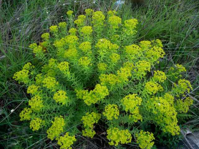 Image result for images Euphorbia seguieriana