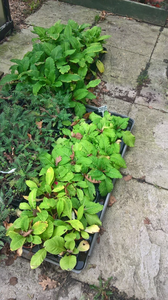 Candelabra Primulas and Achillea ready to plant out