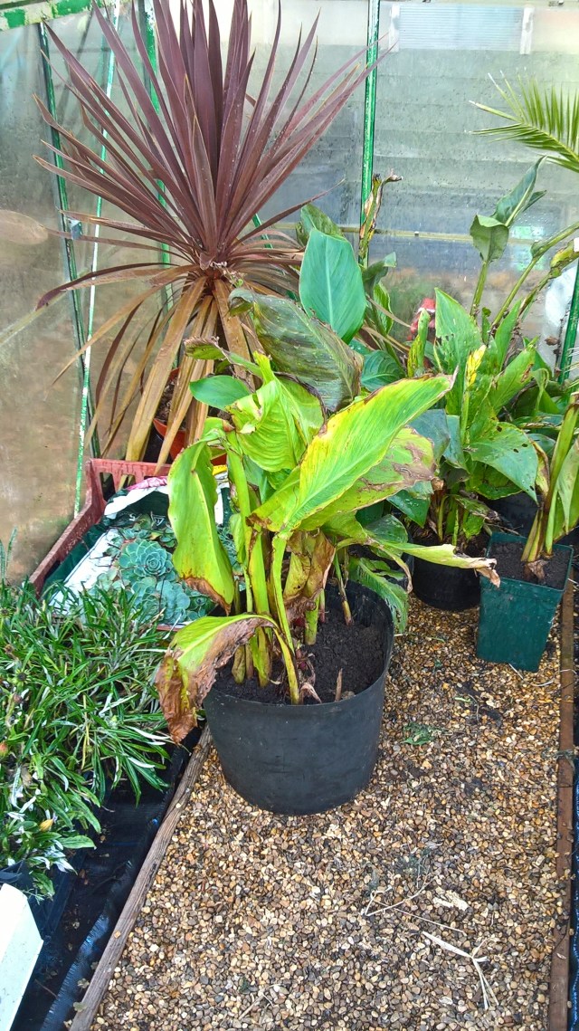 Greenhouse as temporary shelter for the tender...
