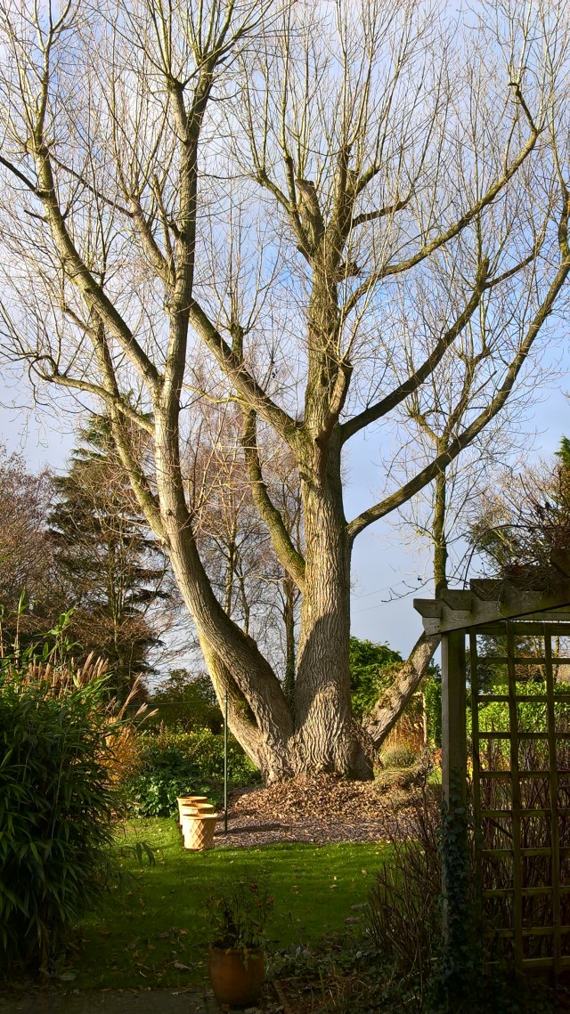 The framework revealed- the Black Poplar in Old School Garden