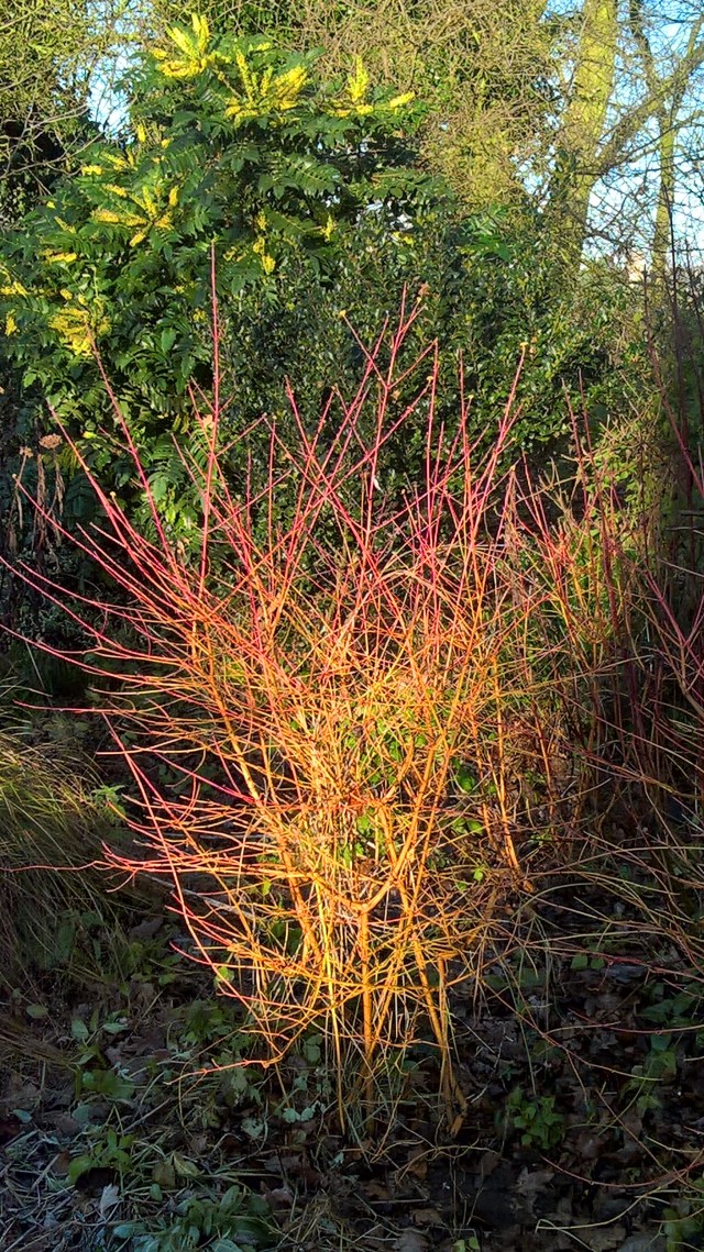 wp_20161229_10_13_24_pro